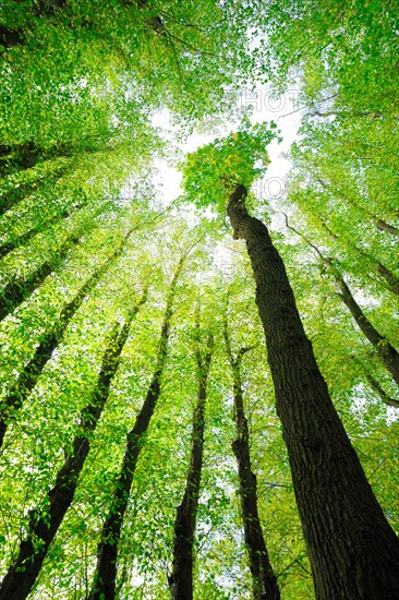 Large Linden trees (Tilia) and Oaks (Quercus) are striving towards the light