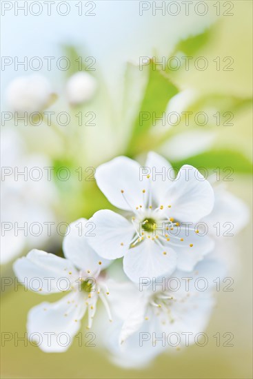 Cherry blossoms in spring