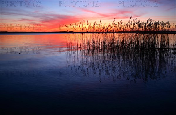 Lake with reed at sunset