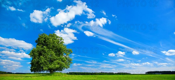 Solitaire tree