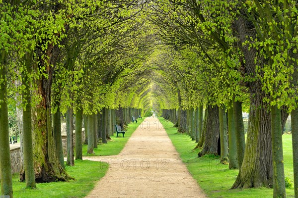 Tunnel-like lime tree avenue in spring