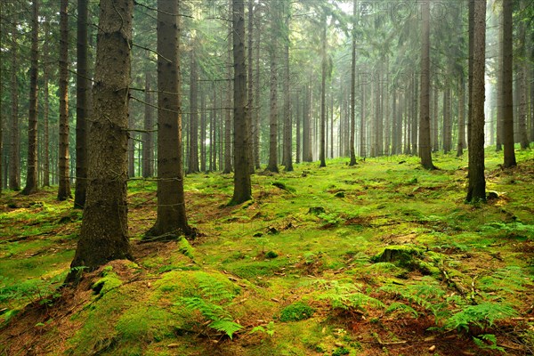 Sun shines through light spruce forest