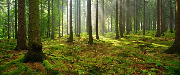 Sun shines through light spruce forest