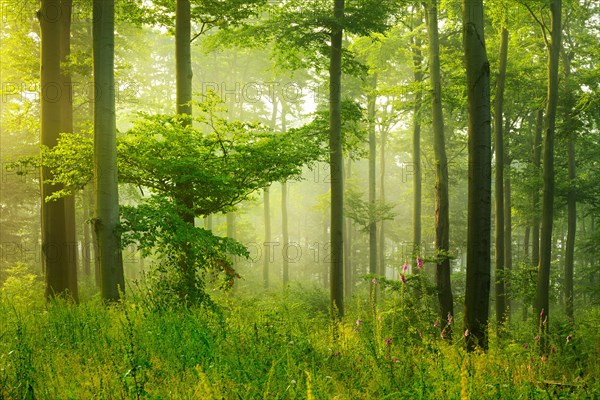 Sun shines through light spruce forest