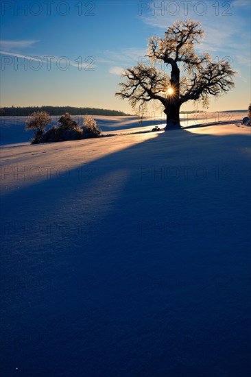 Winter landscape with solitary Oak (Quercus) at sunset