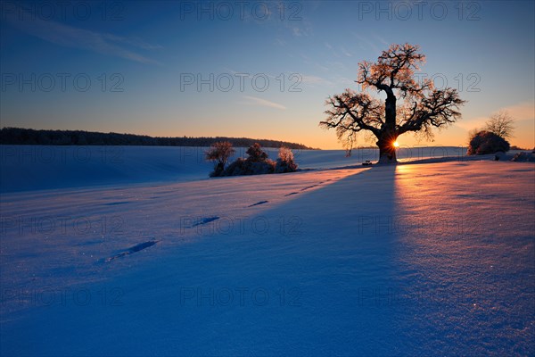 Winter landscape with solitary Oak (Quercus) at sunset