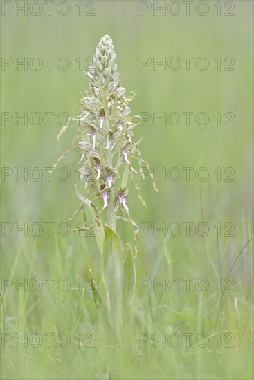 Lizard orchid (Himantoglossum hircinum)