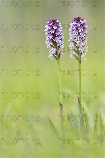 Burnt-tip orchids (Neotinea ustulata)
