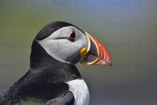Puffin (Fratercula arctica)
