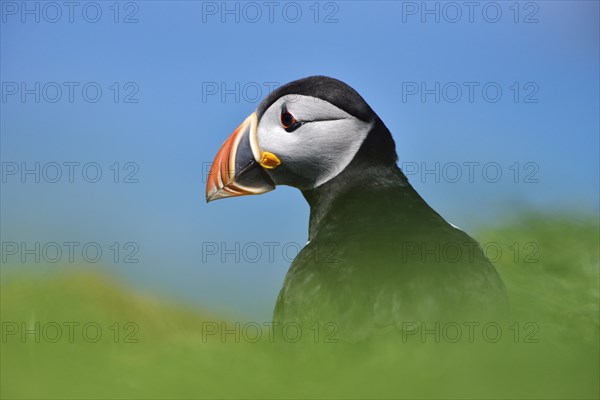 Puffin (Fratercula arctica)
