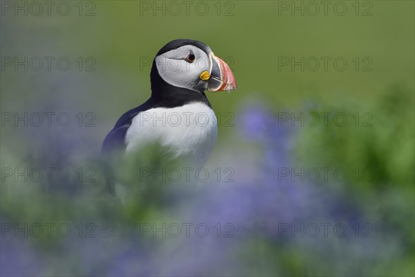 Puffin (Fratercula arctica) sitting between blue flowers