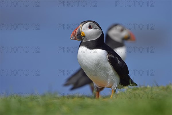Puffin (Fratercula arctica) stand in the grass