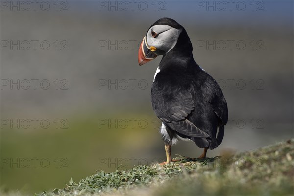 Puffin (Fratercula arctica) stands on rock