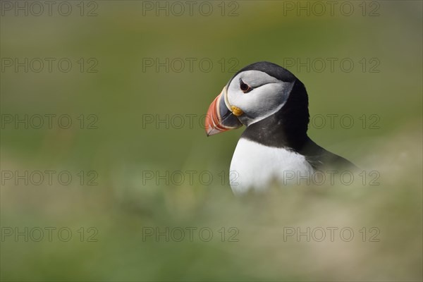 Puffin (Fratercula arctica) sitting in the grass