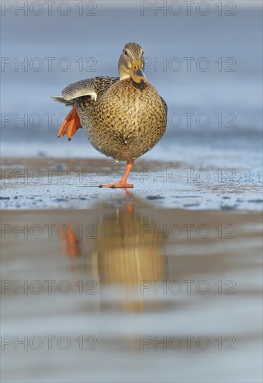 Mallard (Anas platyrhynchos)