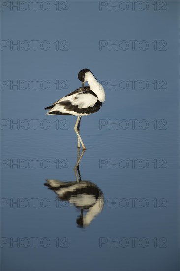 Pied avocet (Recurvirostra avosetta)