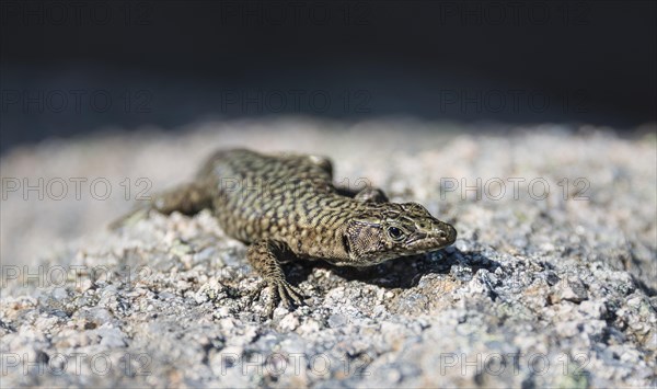 Bedriaga's rock lizard (Archaeolacerta bedriagae)