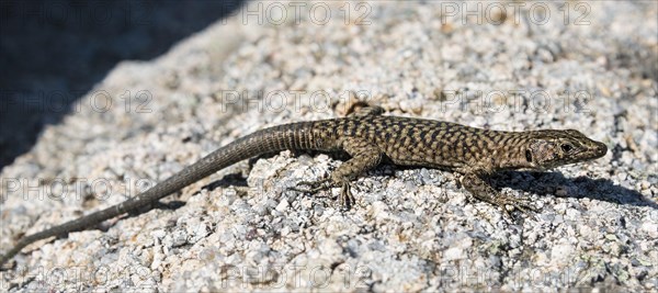 Bedriaga's rock lizard (Archaeolacerta bedriagae)