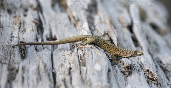 Bedriaga's rock lizard (Archaeolacerta bedriagae) on tree trunk