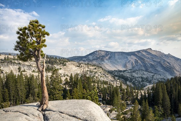 Pine (Pinus sp.) tree on rocky plateau