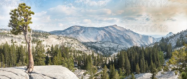 Pine (Pinus sp.) tree on rocky plateau