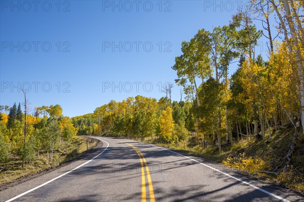 Highway 12 through autumnal aspen forest