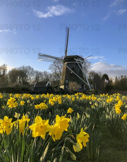 Windmill De Riekermolen with yellow wild daffodils (Narcissus pseudonarcissus)