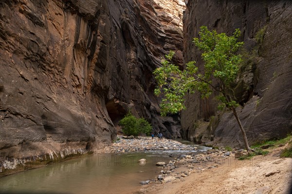Tree in the Canyon