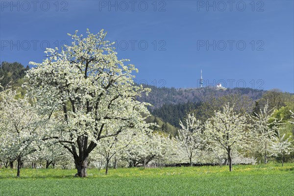 Cherry blossom