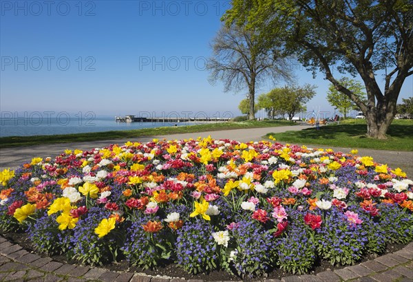 Tulips (Tulips) and forget-me-not (Myosotis sylvatica)