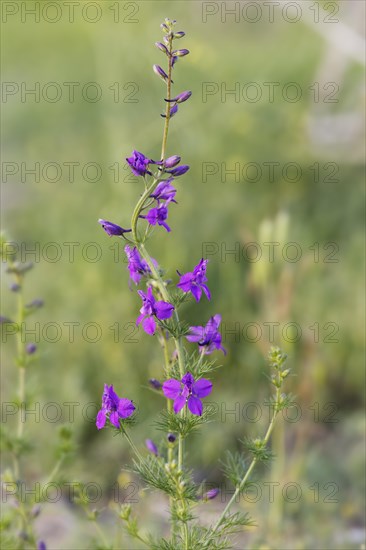 Oriental Larkspur (Consolida hispanica)