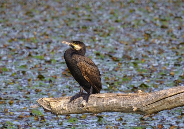 Great cormorant (Phalacrocorax carbo) sits on branch