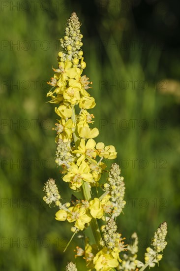 Moth mullein (Verbascum lychnitis)