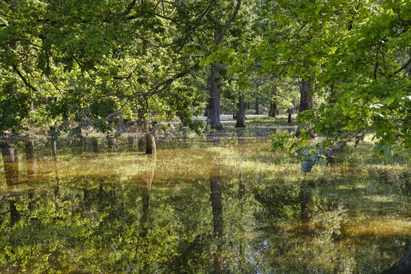 Flooded floodplain forest at high water