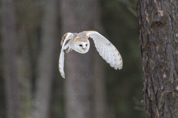 Common barn owl (Tyto alba) in flight