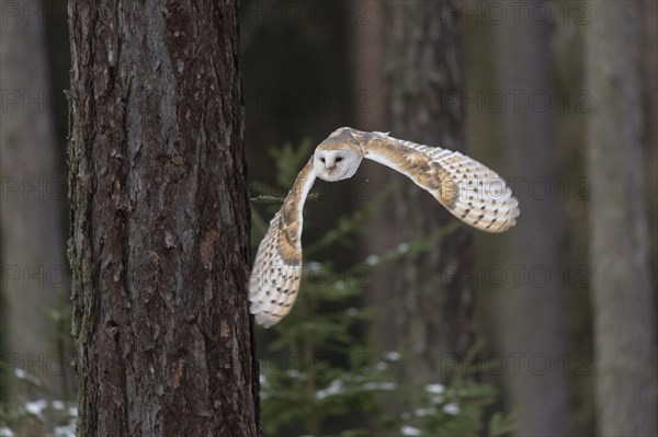 Common barn owl (Tyto alba) in flight