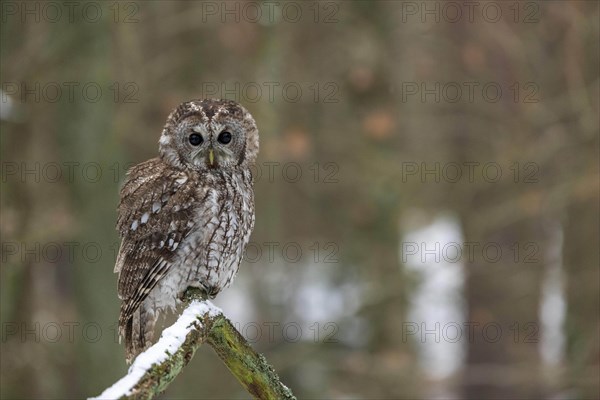Tawny owl (Strix aluco) sits on branch