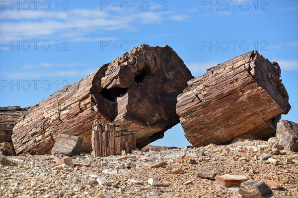 Petrified tree in Bosques Petrificados de Jaramillo National Park