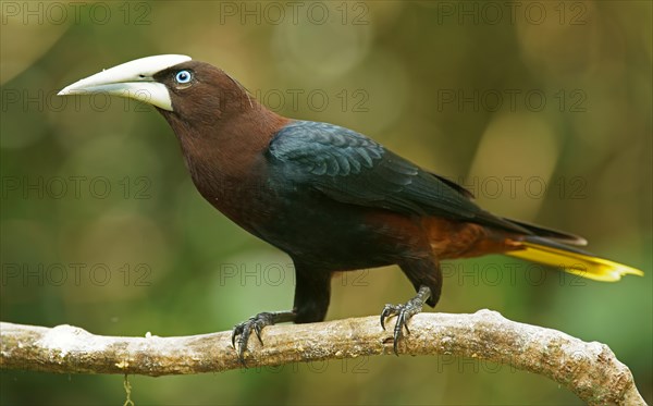 Chestnut-headed oropendola (Psarocolius wagleri) sits on branch