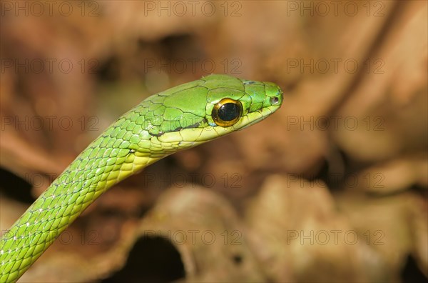 Linnaeus' Sipo (Chironius exoletus)