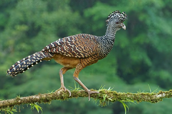 Great curassow (Crax rubra)