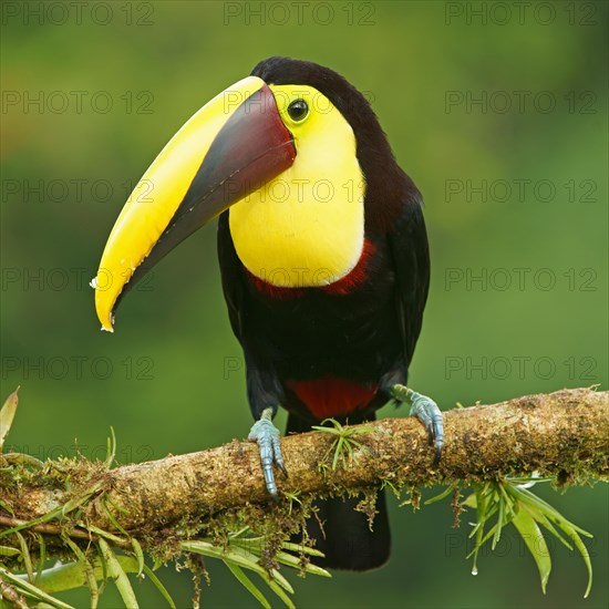 Black-mandibled toucan (Ramphastos ambiguus) sits on mossy branch