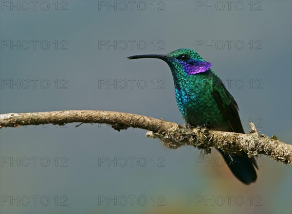 Mexican violetear (Colibri thalassinus) sits on branch