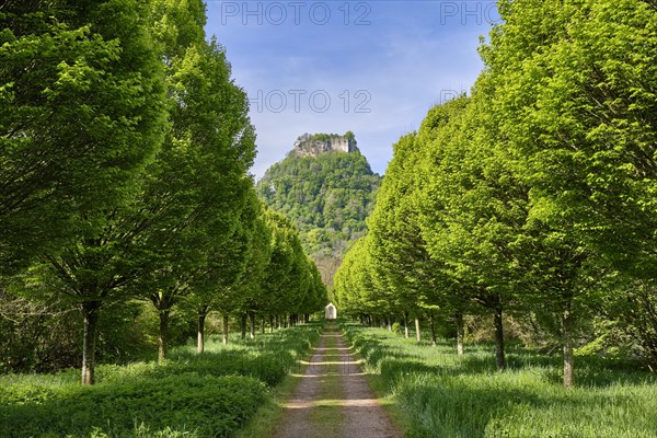 Beeches (Fagus)