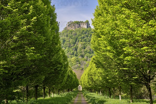Beeches (Fagus)