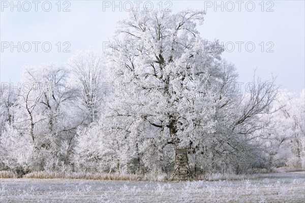 Winter in the Elbaue
