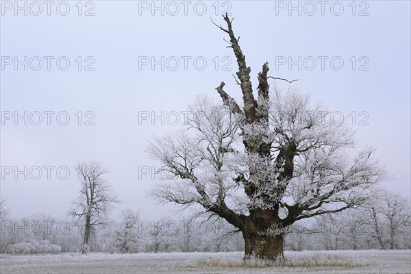 650 years old Solitareiche with hoar frost in winter