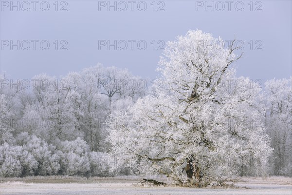 Winter in the Elbaue