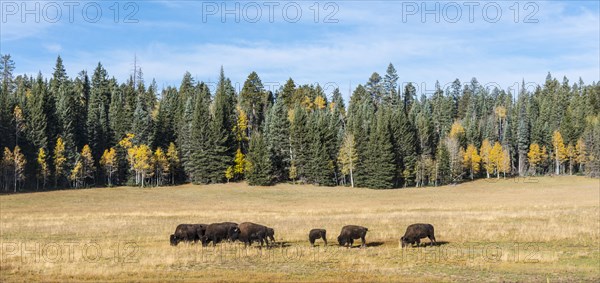 Beefalos