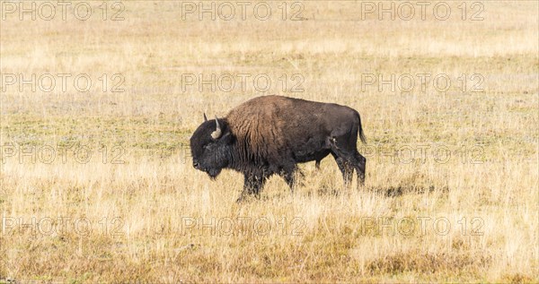 Beefalo